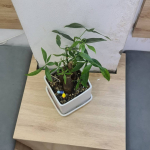 #monipla #monipla #tabaco_fan Test moniplaのInstagram画像