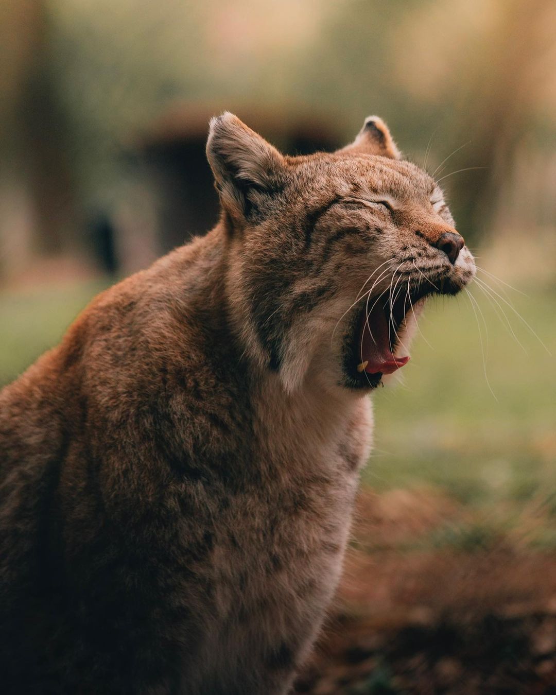 口コミ投稿：The eye of the tiger! 😍.....#poing #lux #animal  #roamtheplanet #fantastic_eart…