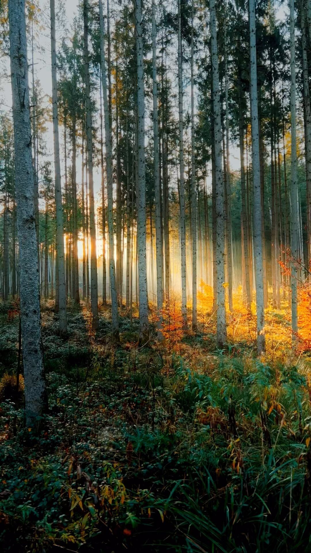 口コミ投稿：What would you do to watch a sunrise like this? ☺️....#allgäu #cinematic #reels…