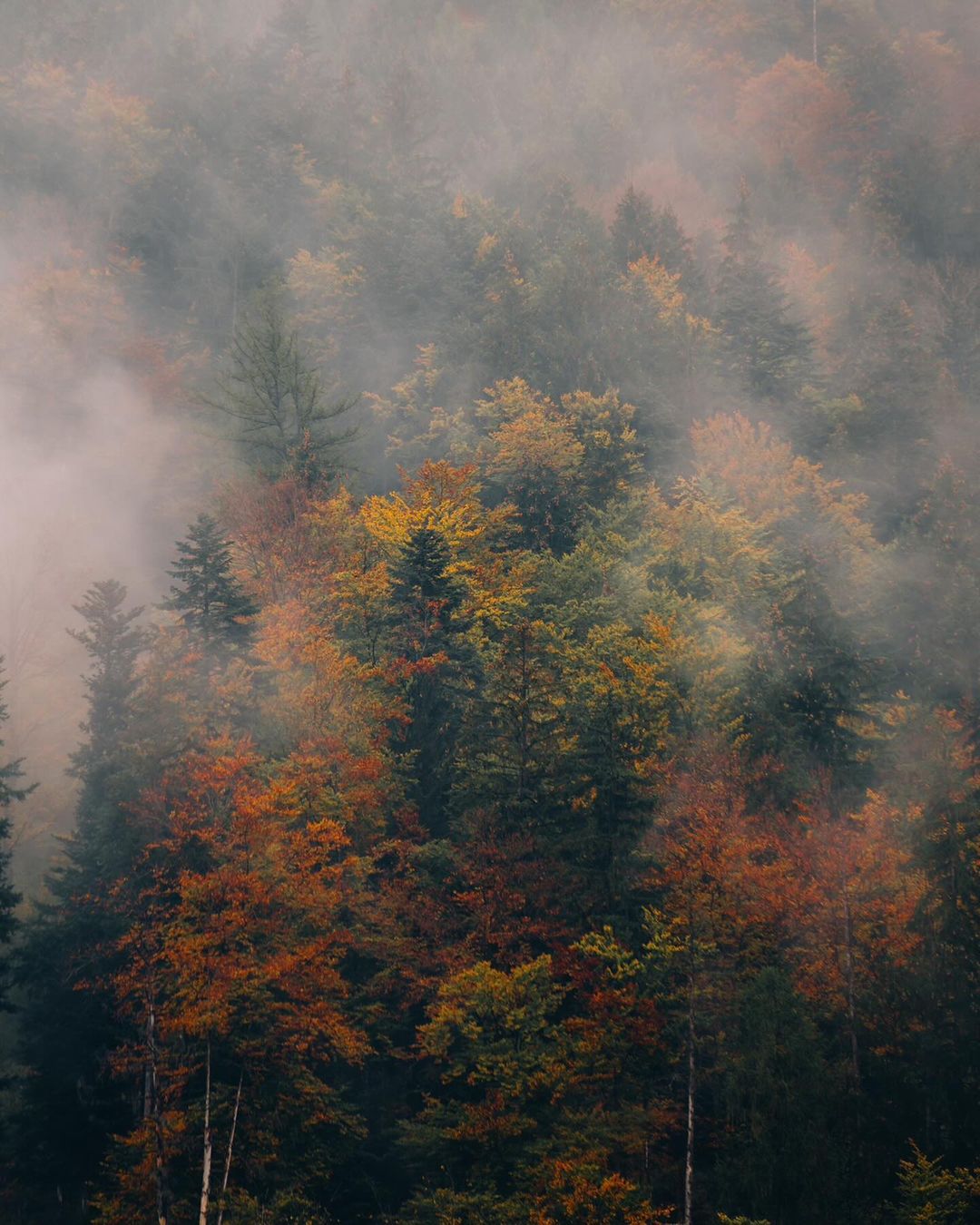 口コミ投稿：Autumn around the globe! 🤩....#switzerland #allgäu #bayern  #roamtheplanet #fan…