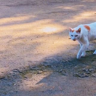 口コミ投稿：test post instagaram#PR #いしいたばこHASH #monipla #monipla #tabaco_fan